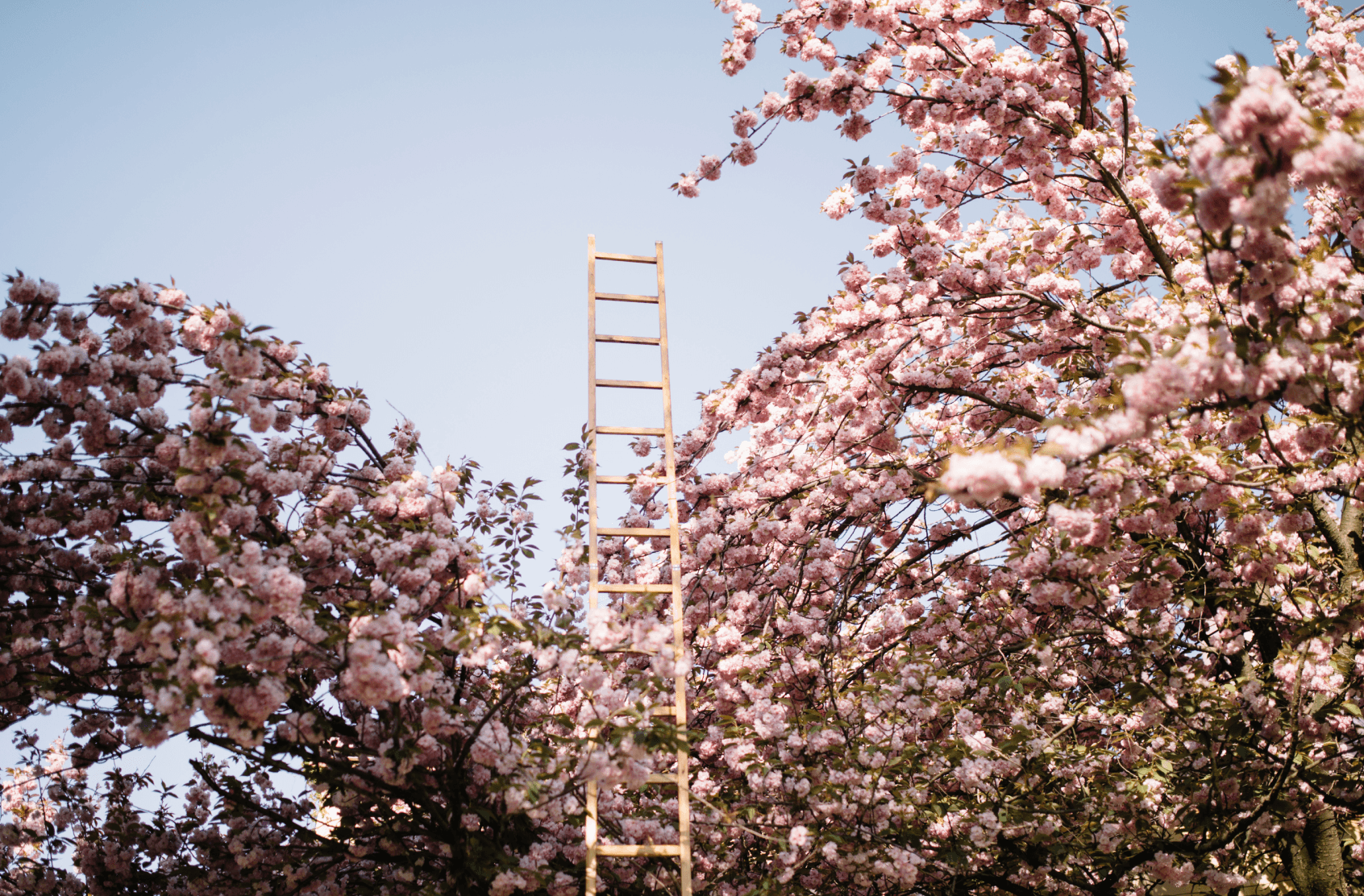 its a tree, with cherry blossoms